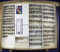 Media resource of Ammophila placida