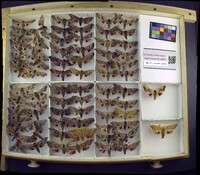 Media resource of Smerinthus cerisyi