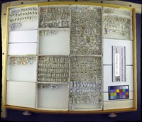 Media resource of Eumetopiella varipes