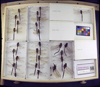 Media resource of Aeshna eremita