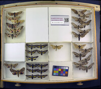 Media resource of Smerinthus ophthalmica