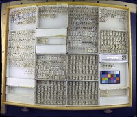 Media resource of Euxesta notata