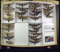 Media resource of Sphinx chersis