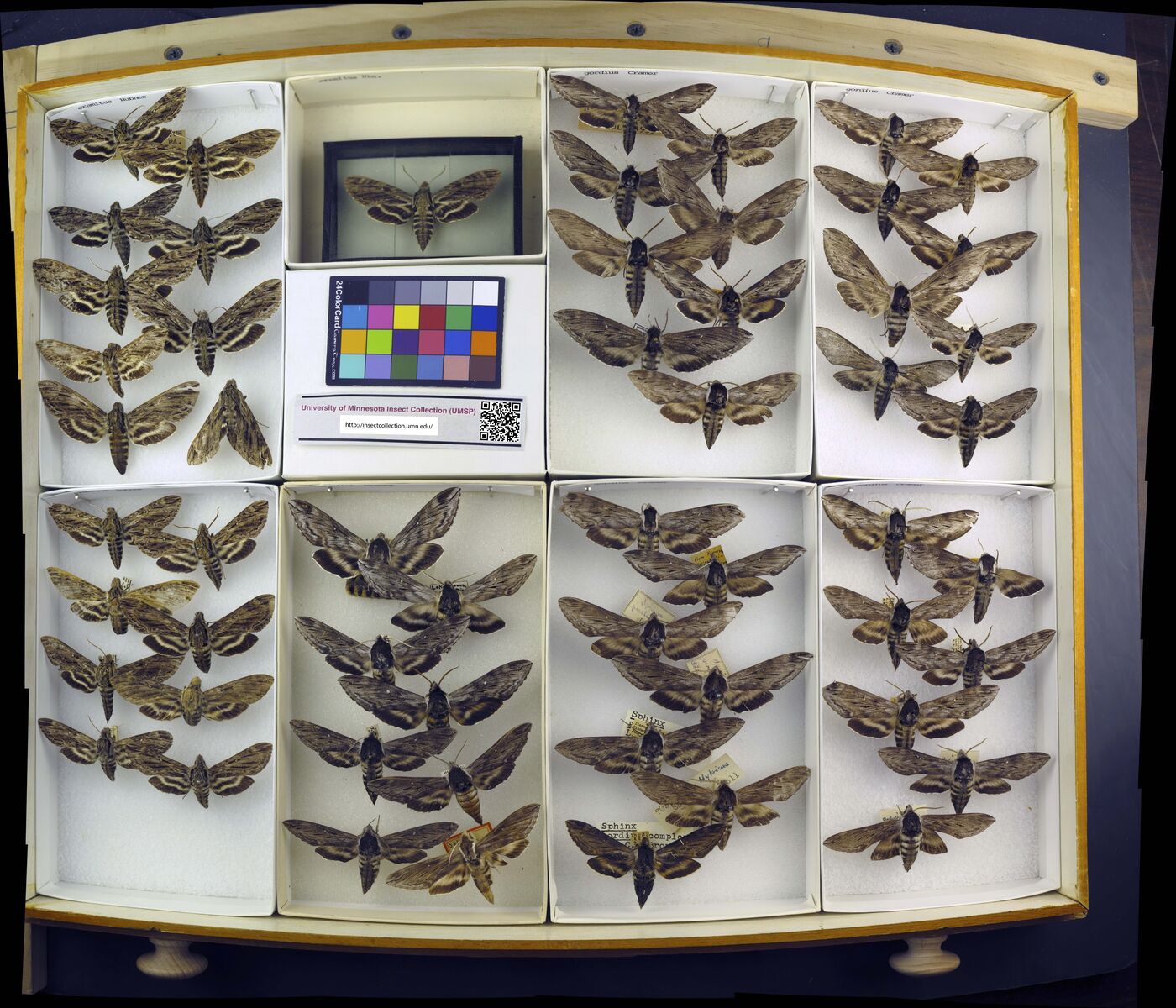 Sphinx eremitus image