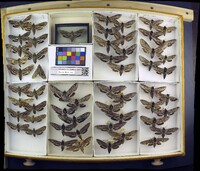 Media resource of Sphinx eremitus