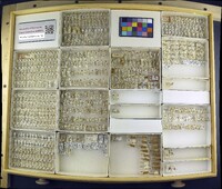 Media resource of Euaresta festiva