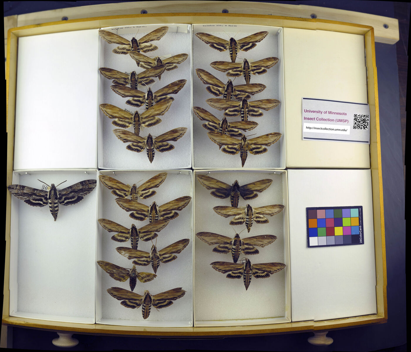 Sphinx kalmiae image