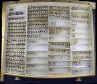 Media resource of Eurosta comma