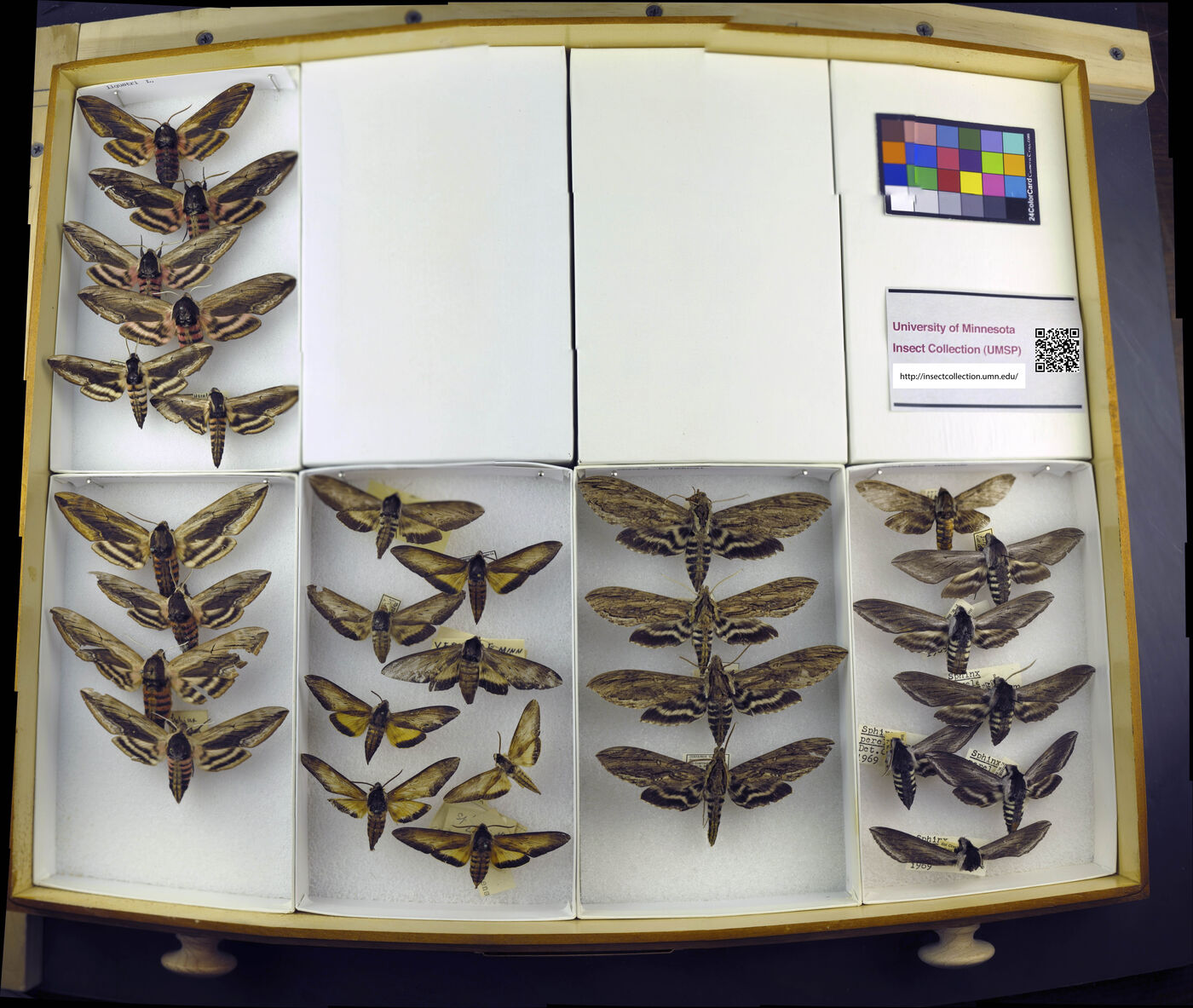 Sphinx perelegans image