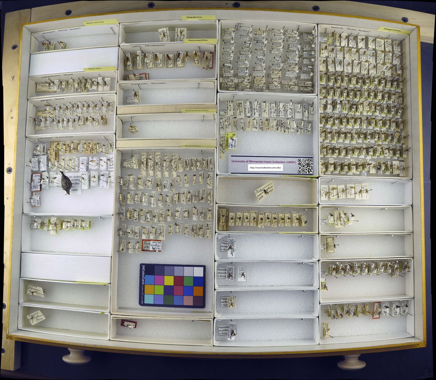 Oedicarena persuasa image