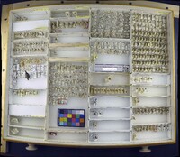 Media resource of Oedicarena persuasa