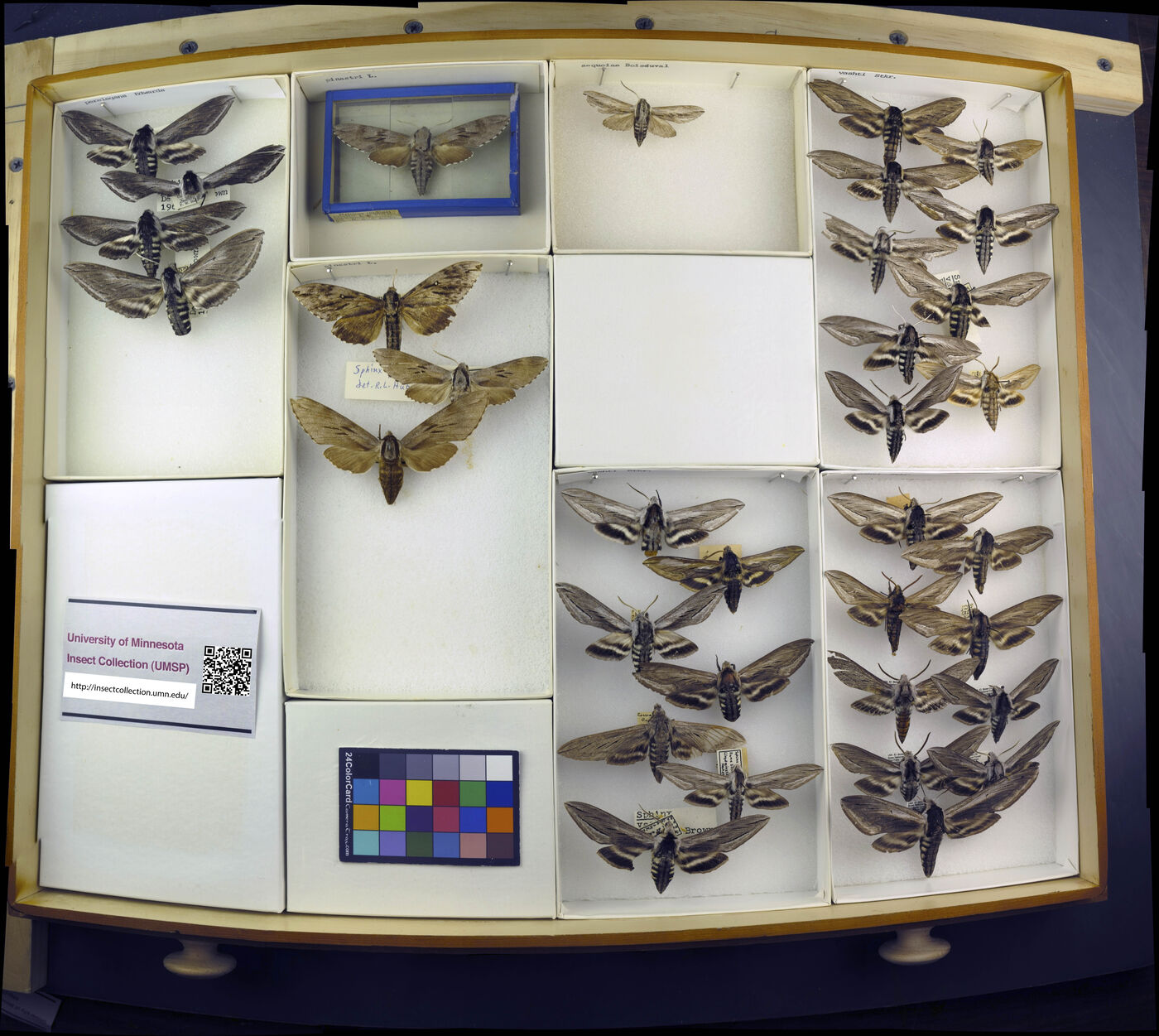 Sphinx sequoiae image