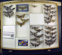 Media resource of Sphinx sequoiae