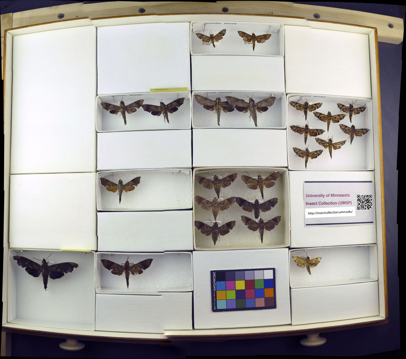 Temnora crenulata image