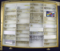 Media resource of Tephritis araneosa