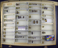 Media resource of Oenas crassicornis