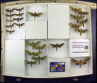 Media resource of Xylophanes tyndarus