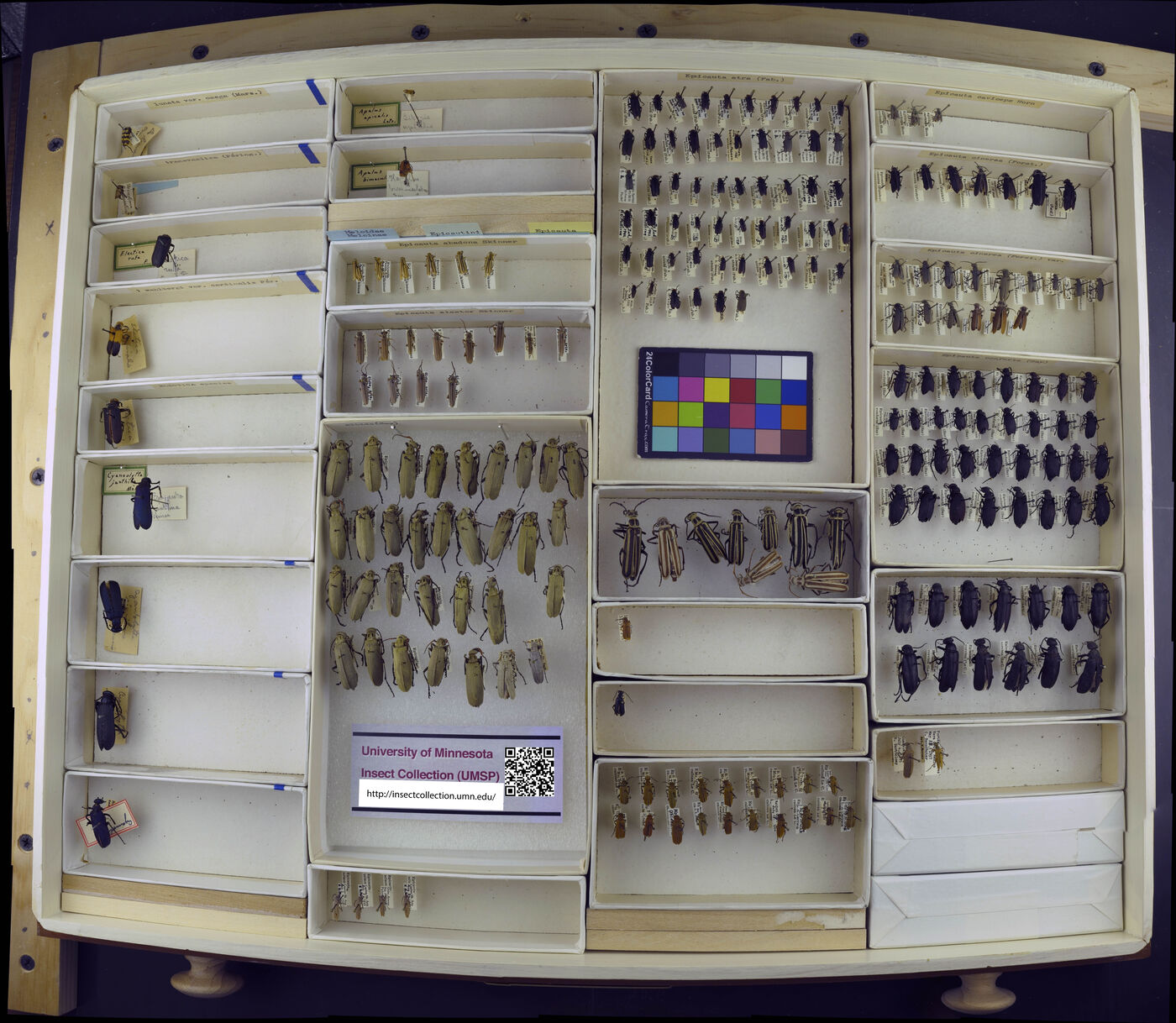 Epicauta abadona image