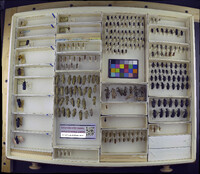 Media resource of Epicauta abadona