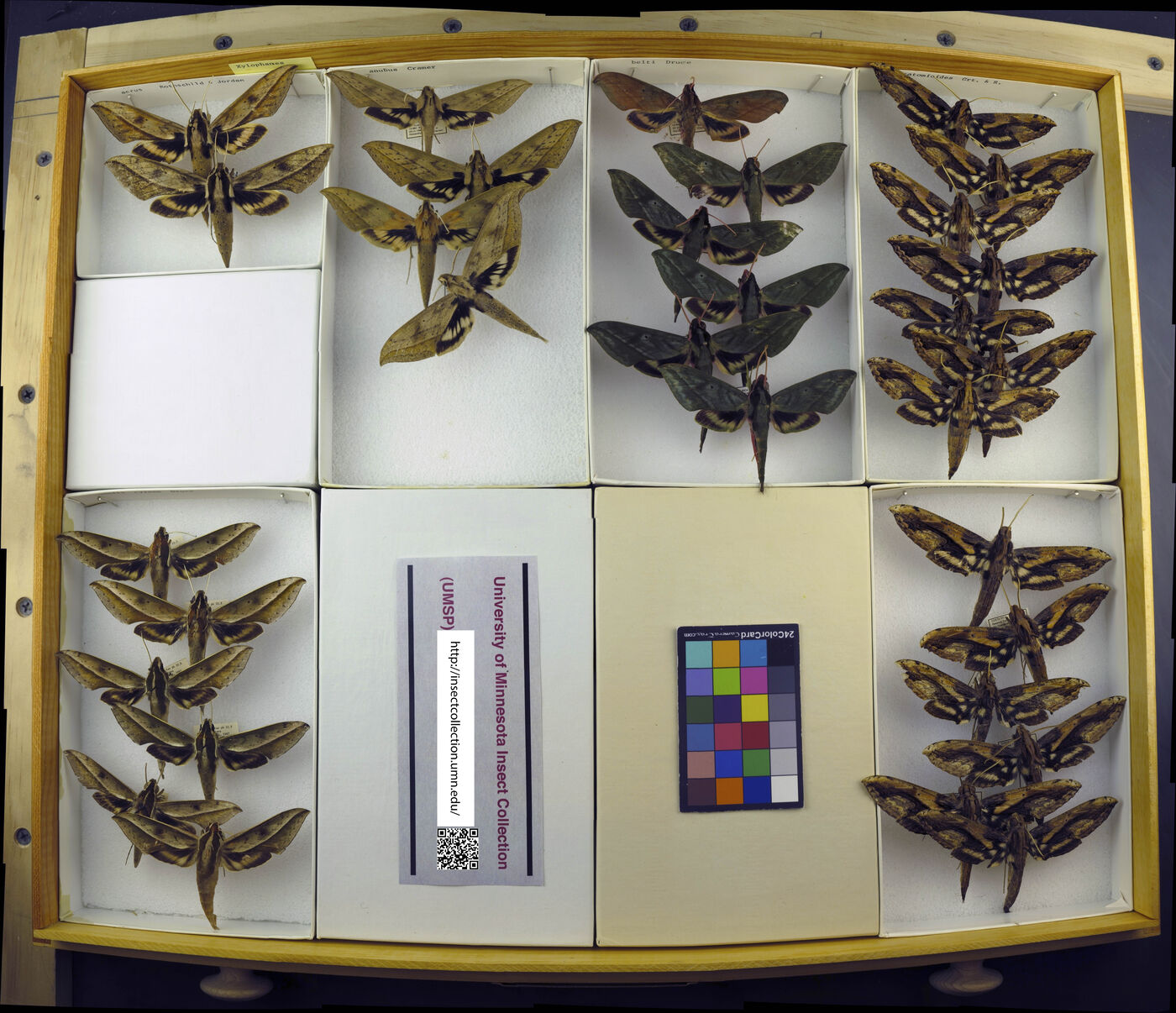 Xylophanes belti image