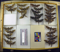 Media resource of Xylophanes belti