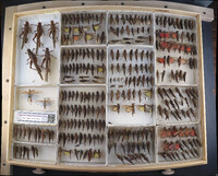 Media resource of Anacridium wernerellum