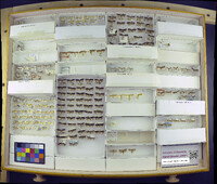 Media resource of Acleris flavivittana