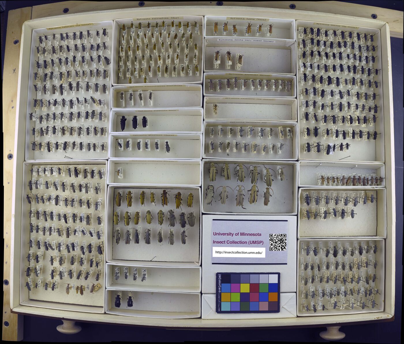 Epicauta fabricii image