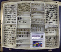 Media resource of Epicauta fabricii