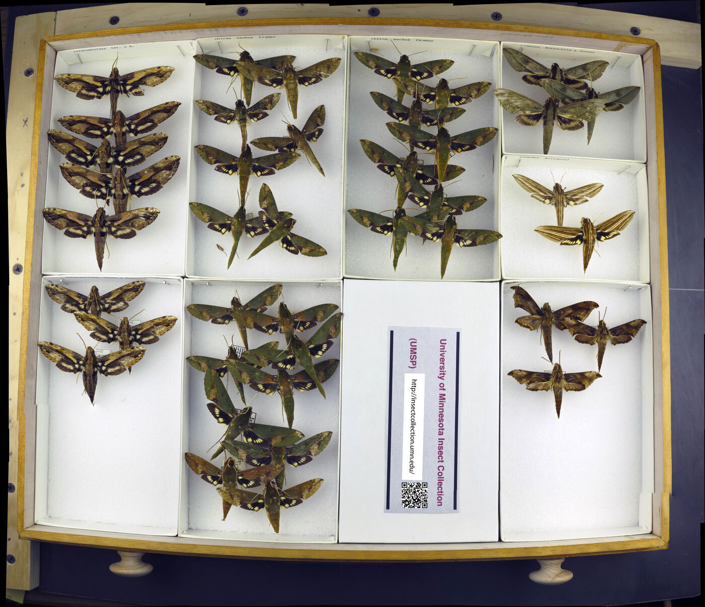 Xylophanes ceratomioides image