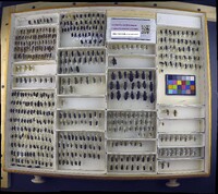 Media resource of Epicauta pestifera