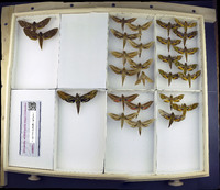 Media resource of Xylophanes pluto