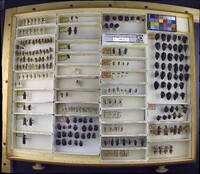 Media resource of Eupompha fissiceps