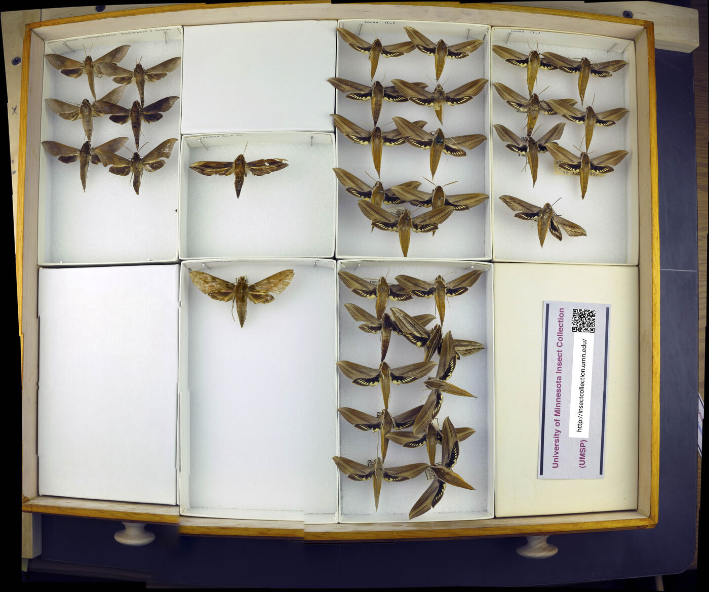 Xylophanes tersa image