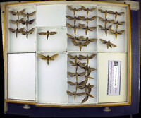 Media resource of Xylophanes tersa