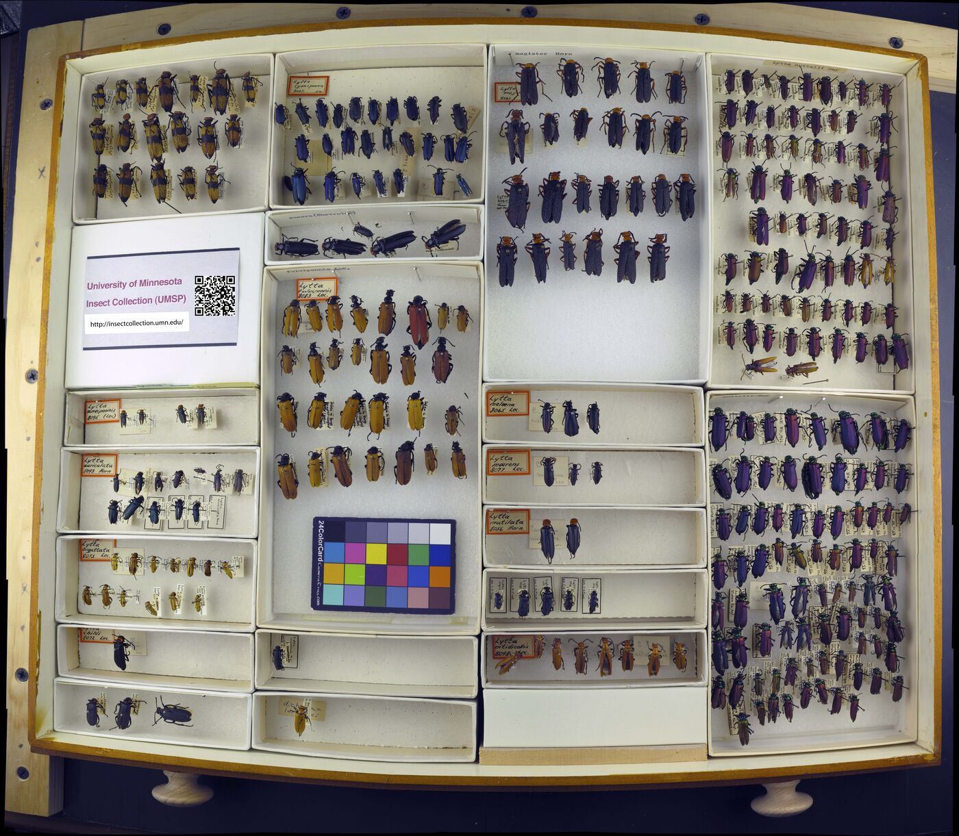 Lytta cyanipennis image