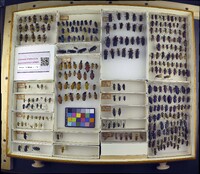 Media resource of Lytta cyanipennis