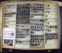 Media resource of Lytta viridana