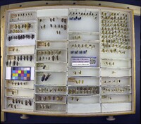 Media resource of Pyrota engelmanni