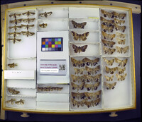 Media resource of Achaea catella