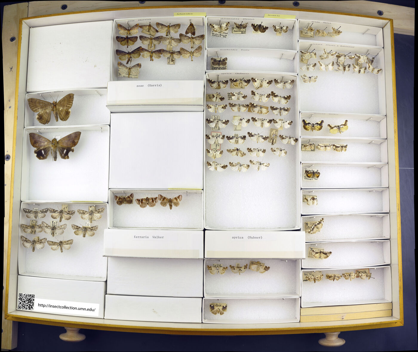 Achatodes zeae image