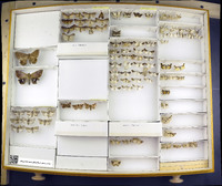 Media resource of Achatodes zeae