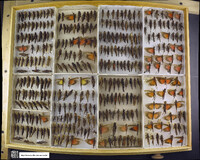 Media resource of Arphia pseudonietana