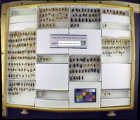 Media resource of Cononotus sericans