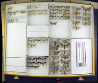 Media resource of Acopa carina