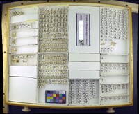 Media resource of Diasemopsis meigenii