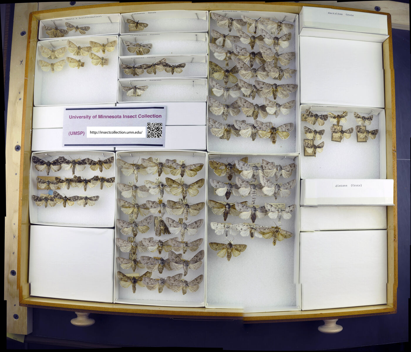 Acronicta auricoma image