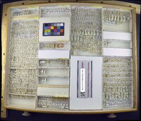 Media resource of Decachaetophora aeneipes