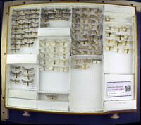 Media resource of Acronicta impressa