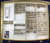 Media resource of Acronicta lobeliae